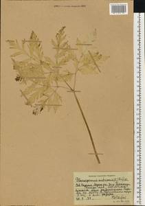 Pleurospermum austriacum (L.) Hoffm., Eastern Europe, Northern region (E1) (Russia)