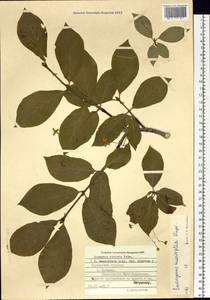 Euonymus macropterus Rupr., Siberia, Russian Far East (S6) (Russia)