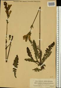 Pedicularis sceptrum-carolinum L., Eastern Europe, West Ukrainian region (E13) (Ukraine)