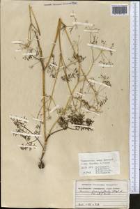 Elwendia chaerophylloides (Regel & Schmalh.) Pimenov & Kljuykov, Middle Asia, Pamir & Pamiro-Alai (M2) (Tajikistan)