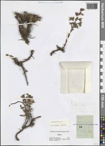 Frankenia hirsuta L., Crimea (KRYM) (Russia)