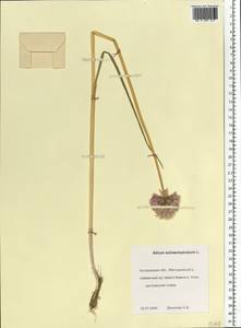 Allium schoenoprasum L., Eastern Europe, Central forest region (E5) (Russia)