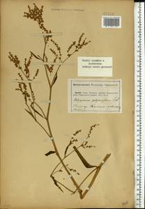 Koenigia alpina (All.) T. M. Schust. & Reveal, Eastern Europe, Lower Volga region (E9) (Russia)
