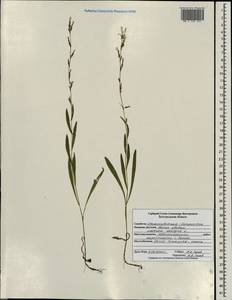 Lactuca saligna L., Eastern Europe, Central forest-and-steppe region (E6) (Russia)