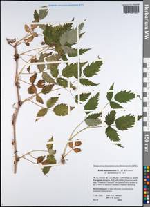 Rubus sachalinensis H. Lév., Siberia, Russian Far East (S6) (Russia)