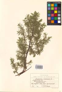 Juniperus communis L., Eastern Europe, Moscow region (E4a) (Russia)