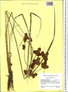 Cyperus glomeratus L., Caucasus, Krasnodar Krai & Adygea (K1a) (Russia)