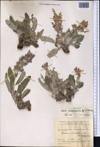 Salvia seravschanica Regel & Schmalh., Middle Asia, Pamir & Pamiro-Alai (M2) (Tajikistan)