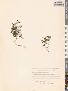 Corydalis sibirica (L.fil.) Pers., Siberia, Yakutia (S5) (Russia)