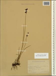 Juncus atratus Krock., Caucasus, Krasnodar Krai & Adygea (K1a) (Russia)