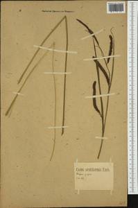 Carex acutiformis Ehrh., Western Europe (EUR) (Germany)