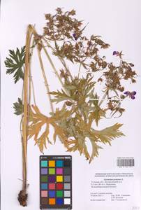 Geranium pratense L., Eastern Europe, Central region (E4) (Russia)