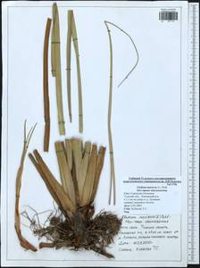 Cladium mariscus (L.) Pohl, Eastern Europe, Central region (E4) (Russia)