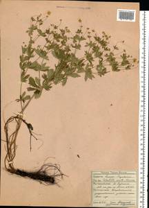 Potentilla erecta (L.) Raeusch., Eastern Europe, Northern region (E1) (Russia)