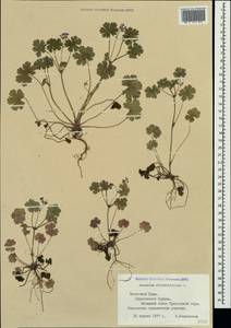 Geranium rotundifolium L., Crimea (KRYM) (Russia)