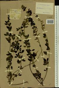 Cytisus nigricans L., Eastern Europe, South Ukrainian region (E12) (Ukraine)