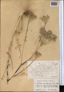 Oedibasis apiculata (Kar. & Kir.) Koso-Pol., Middle Asia, Western Tian Shan & Karatau (M3) (Kazakhstan)