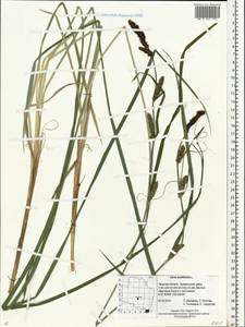 Carex acutiformis Ehrh., Eastern Europe, North-Western region (E2) (Russia)