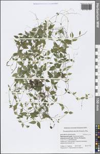 Pseudostellaria davidii (Franch.) Pax, Siberia, Russian Far East (S6) (Russia)
