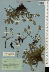 Thymus dimorphus Klokov & Des.-Shost., Caucasus, Stavropol Krai, Karachay-Cherkessia & Kabardino-Balkaria (K1b) (Russia)