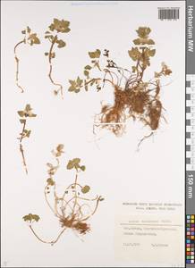 Lamium tomentosum Willd., Caucasus, Stavropol Krai, Karachay-Cherkessia & Kabardino-Balkaria (K1b) (Russia)