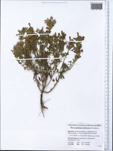 Dracocephalum olchonense Peschkova, Siberia, Baikal & Transbaikal region (S4) (Russia)