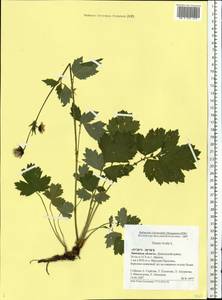 Geum rivale L., Eastern Europe, Central forest-and-steppe region (E6) (Russia)