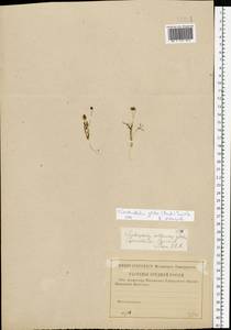Ceratocephala orthoceras DC., Eastern Europe, Lower Volga region (E9) (Russia)