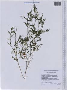 Vicia hirsuta (L.)Gray, Western Europe (EUR) (Germany)