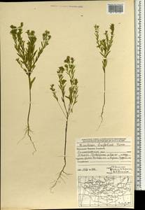 Diarthron linifolium Turcz., Mongolia (MONG) (Mongolia)