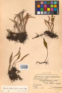 Pyrrosia petiolosa (Christ) Ching, Siberia, Russian Far East (S6) (Russia)