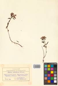 Phedimus sichotensis (Vorosch.) 't Hart, Siberia, Russian Far East (S6) (Russia)