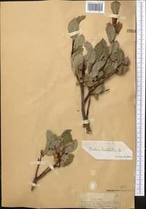 Salix hastata L., Middle Asia, Dzungarian Alatau & Tarbagatai (M5) (Kazakhstan)