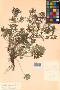 Potentilla argentea L., Siberia, Russian Far East (S6) (Russia)