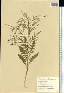 Sisymbrium altissimum L., Eastern Europe, Central region (E4) (Russia)