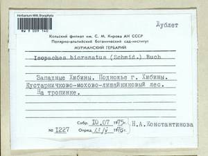Isopaches bicrenatus (Schmidel ex Hoffm.) H. Buch, Bryophytes, Bryophytes - Karelia, Leningrad & Murmansk Oblasts (B4) (Russia)