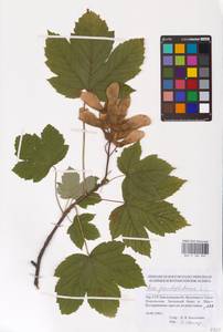 Acer pseudoplatanus L., Eastern Europe, South Ukrainian region (E12) (Ukraine)