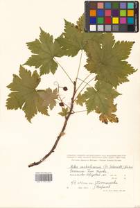 Ribes sachalinense (F. Schmidt) Nakai, Siberia, Russian Far East (S6) (Russia)