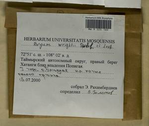 Ptychostomum wrightii (Sull. & Lesq.) J.R. Spence, Bryophytes, Bryophytes - Krasnoyarsk Krai, Tyva & Khakassia (B17) (Russia)