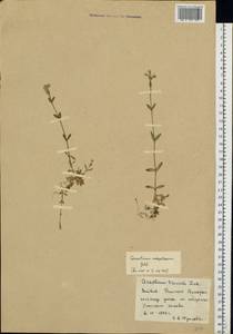 Cerastium holosteoides Fries emend. Hyl., Eastern Europe, Latvia (E2b) (Latvia)