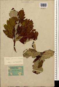 Hedlundia armeniaca (Hedl.) Mezhenskyj, Caucasus, Stavropol Krai, Karachay-Cherkessia & Kabardino-Balkaria (K1b) (Russia)