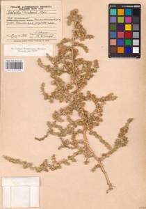 Salsola paulsenii Litv., Middle Asia, Caspian Ustyurt & Northern Aralia (M8) (Kazakhstan)