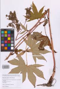 Filipendula digitata (Willd.) Bergmans, Siberia, Russian Far East (S6) (Russia)