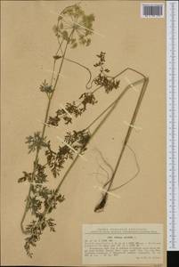 Selinum carvifolia (L.) L., Western Europe (EUR) (Romania)