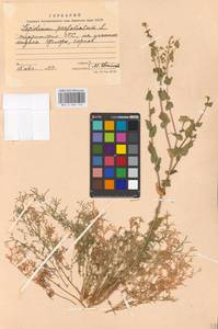 Lepidium perfoliatum L., Eastern Europe, Moscow region (E4a) (Russia)