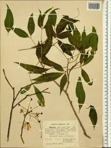 Crateva adansonii, Africa (AFR) (Ethiopia)
