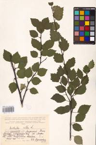 Betula pubescens Ehrh., Eastern Europe, Northern region (E1) (Russia)