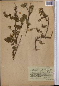 Dasiphora fruticosa (L.) Rydb., Middle Asia, Northern & Central Tian Shan (M4) (Kyrgyzstan)