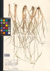 Danthonia decumbens (L.) DC., Eastern Europe, Estonia (E2c) (Estonia)