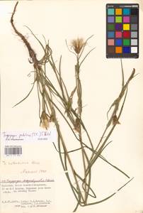 Tragopogon podolicus Besser ex DC., Eastern Europe, Lower Volga region (E9) (Russia)